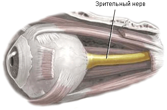Зрительный нерв Зрительный нерв